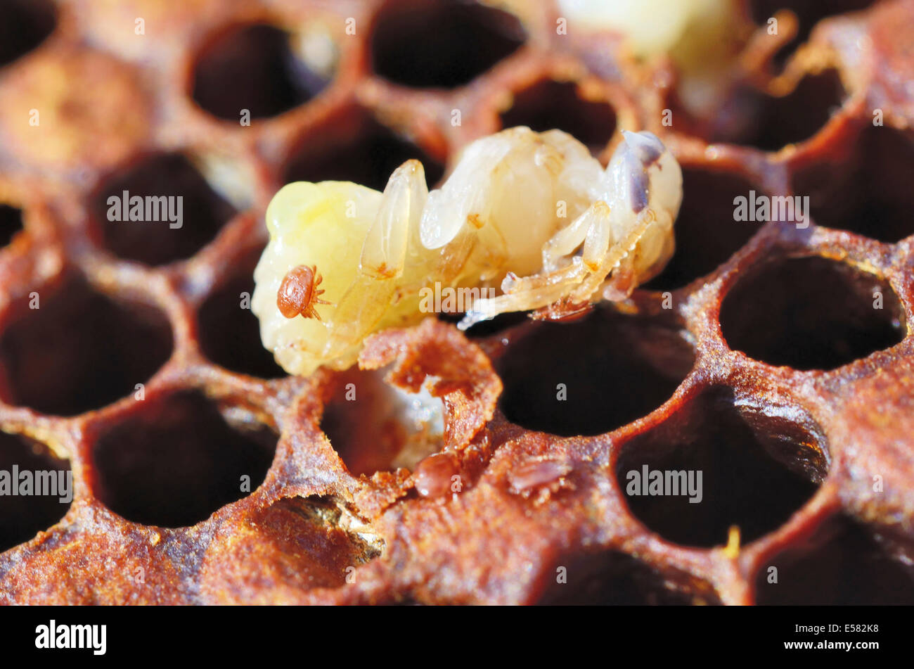 Bee colony infested with Varroa Honey Bee Mites (Varroa destructor, syn. Jacobsoni), mite on a Bee larva (Apis mellifera var Stock Photo