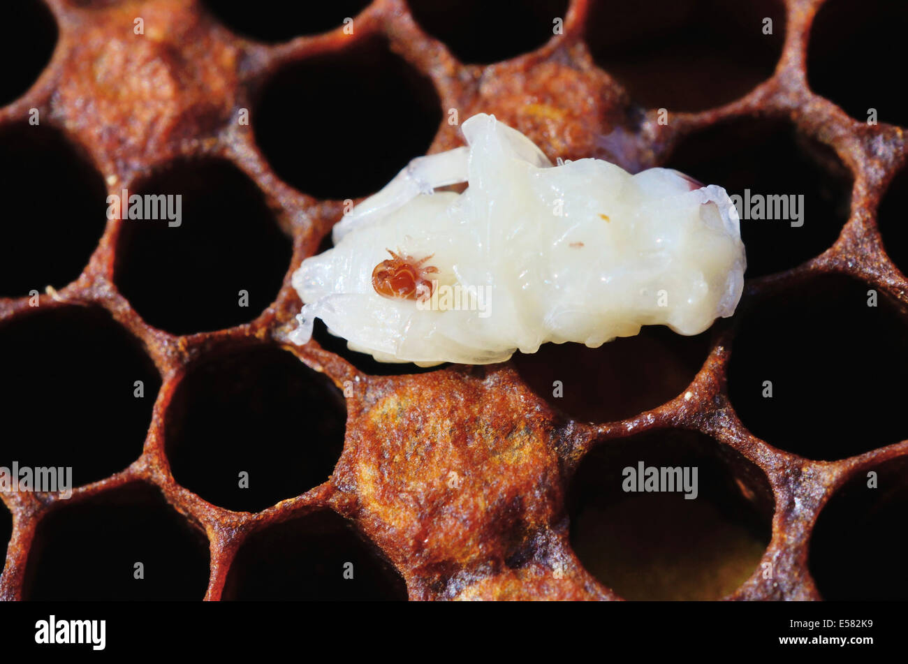 Bee colony infested with Varroa Honey Bee Mites (Varroa destructor, syn. Jacobsoni), mite on a Bee larva (Apis mellifera var Stock Photo