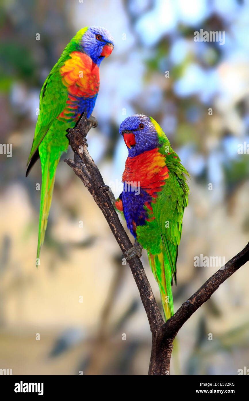 Rainbow Lorikeets (Trichoglossus haematodus), pair perched on a tree, South Australia, Australia Stock Photo