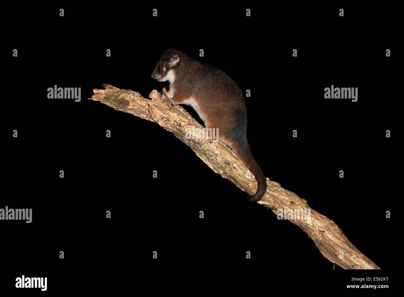 Common ringtail possum (Pseudocheirus viverrinus peregrinus), adult, nocturnal, Wilsons Promontory National Park, Victoria Stock Photo