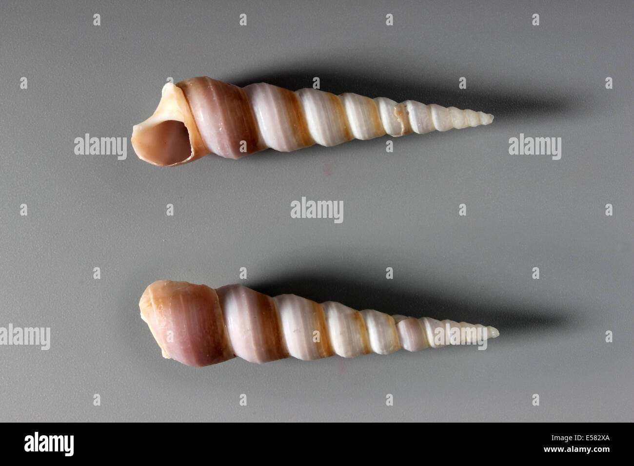Indian Auger Shell Stock Photo