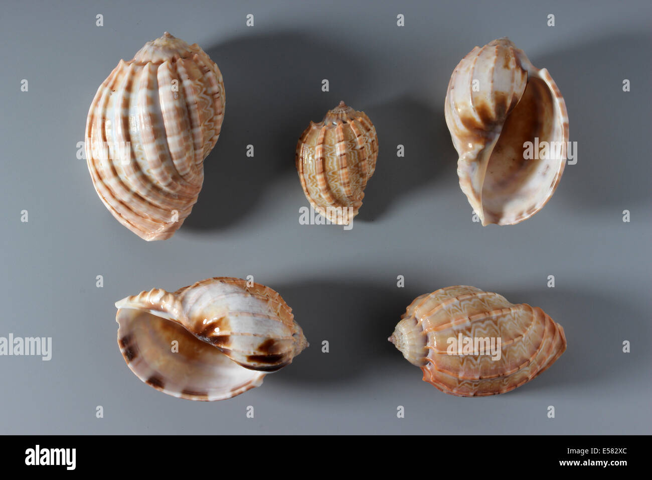 Indian Harp Shell Stock Photo Alamy