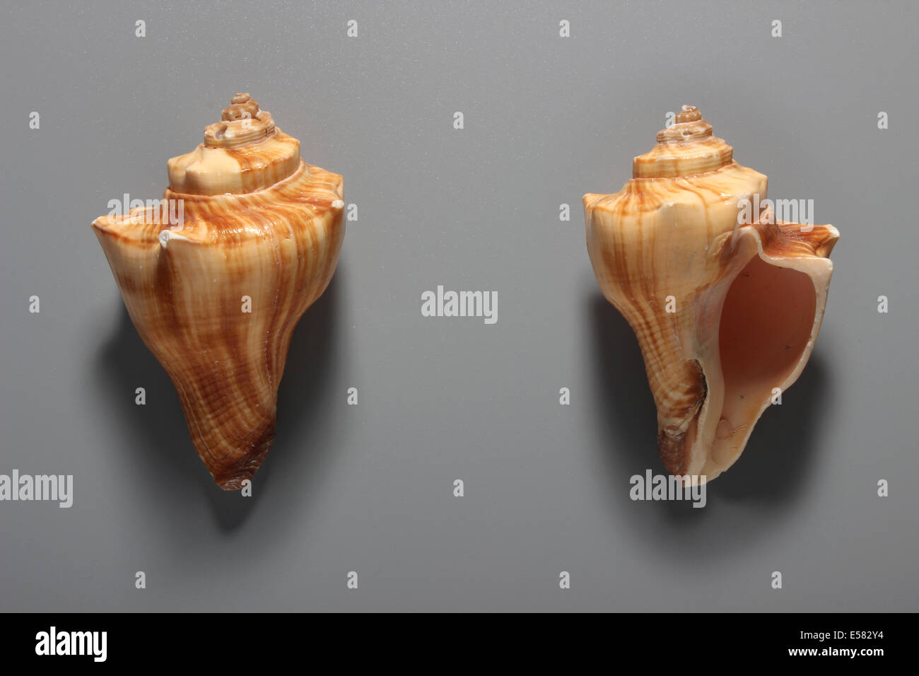 Indian Trumpet Shell Stock Photo Alamy