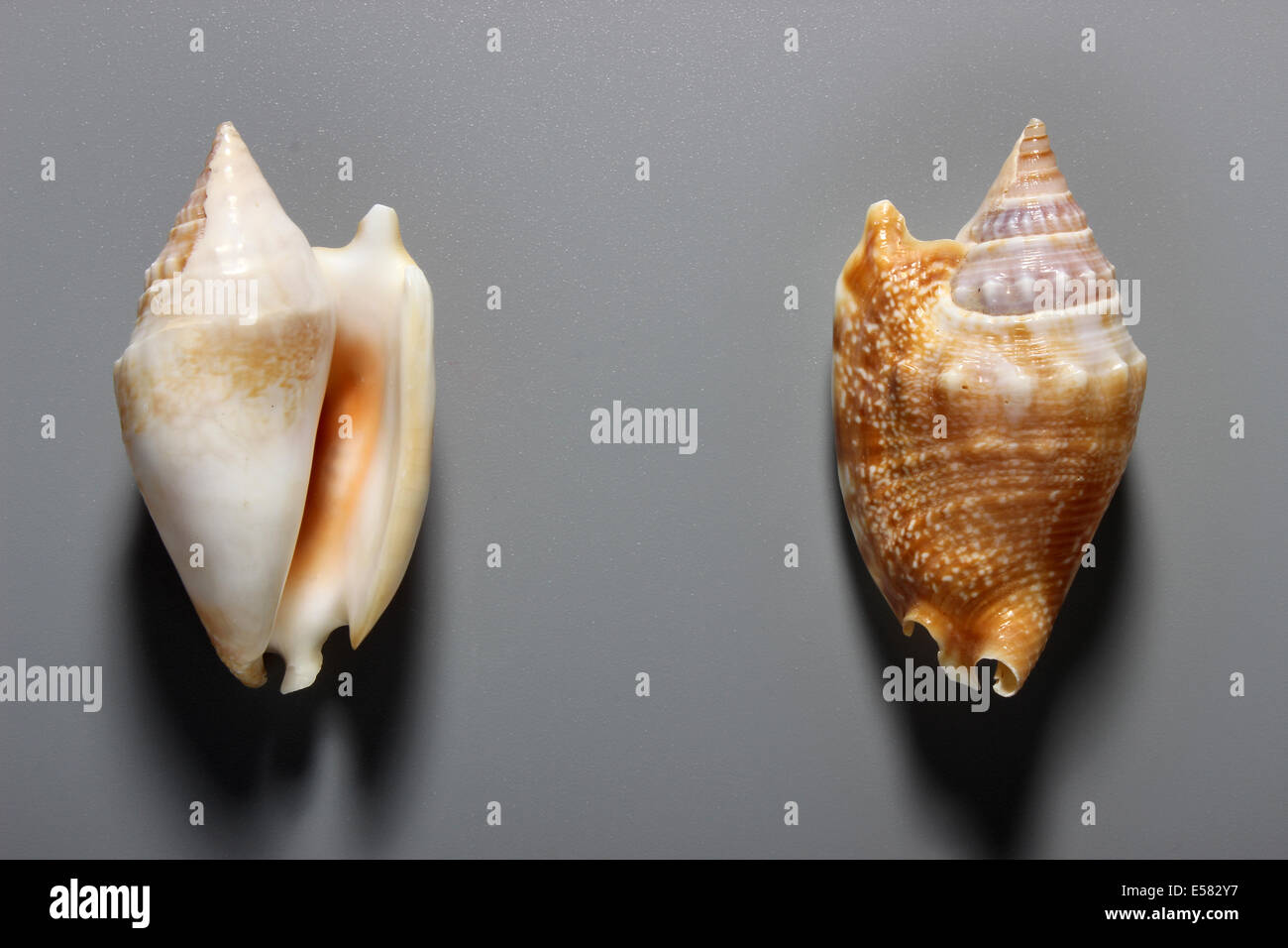 Indian Strombidae Shell Stock Photo
