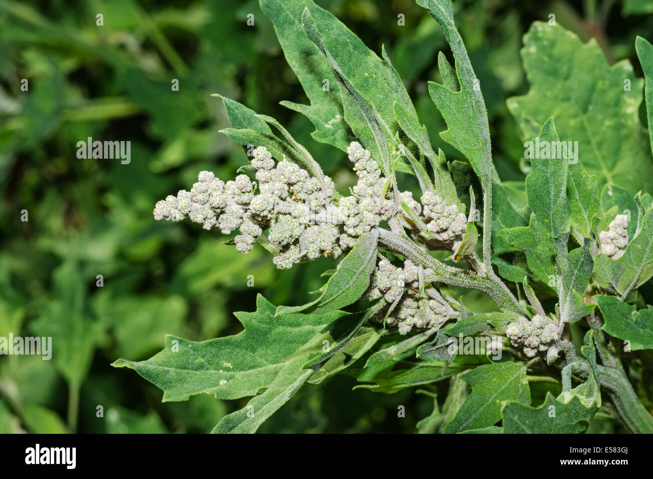growing quinoa plant with seed head Stock Photo