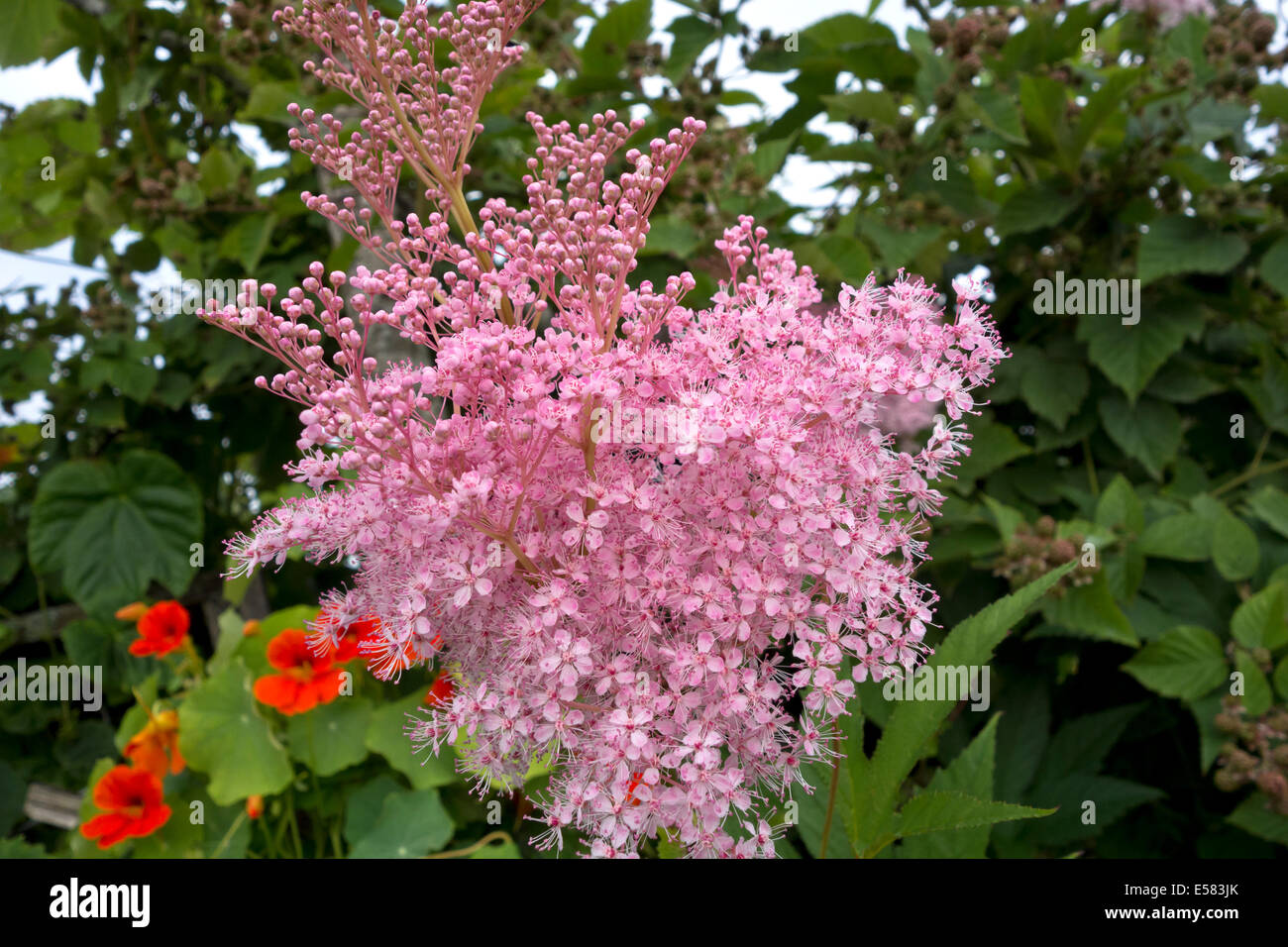 Delicate small pink flowers of the Filipendula rubra Venusta plant growing  in the garden Stock Photo
