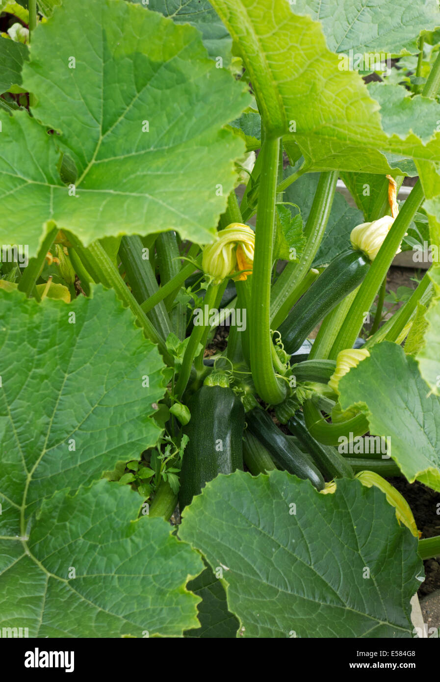 Zucchini flowering and growing in the garden. Fresh vegetables on the plant. Cucurbita pepo