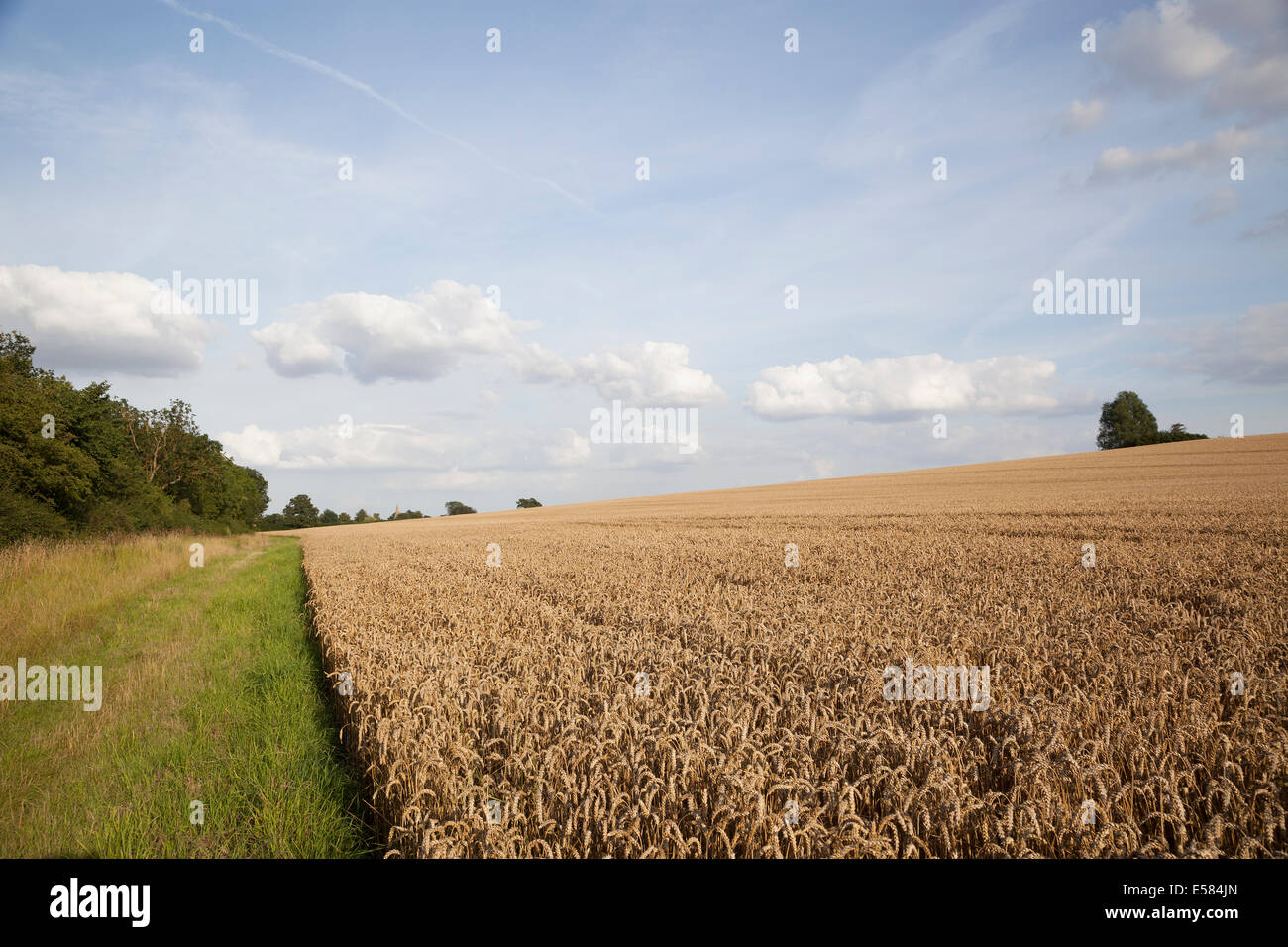 Field of wheat and grass headland on a sunny day in Northamptonshire, England, UK Stock Photo