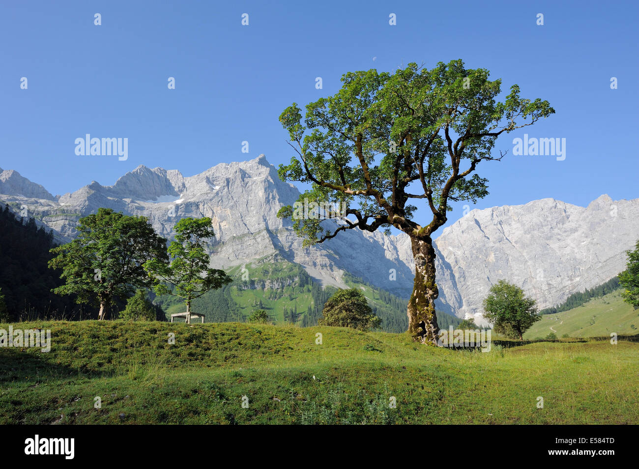 sycamore maple tree in front of Karwendel mountains, Eng, Austria Stock ...