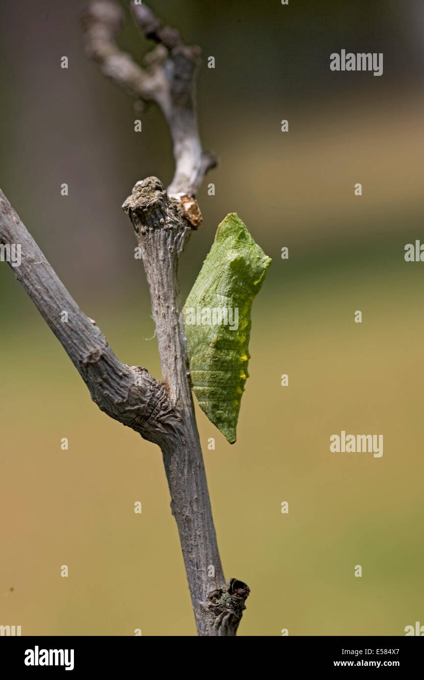 Old World Swallowtail (Papilio machaon) Butterfly in its cocoon shot in Israel, Summer August Stock Photo