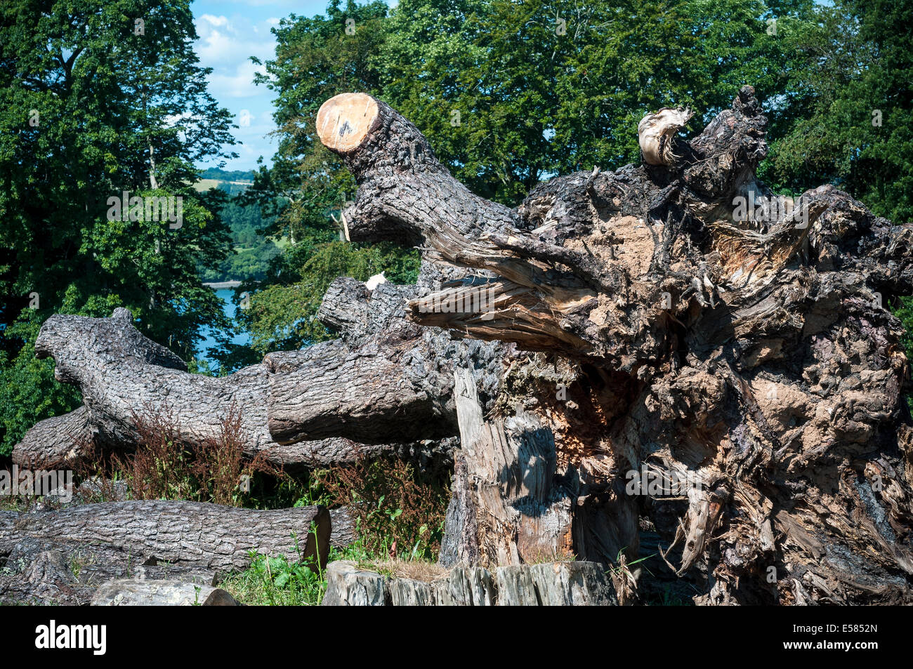 felled tree,Tree felling is the process of cutting down a tree. Often done with a chainsaw, tree felling can be very dangerous Stock Photo