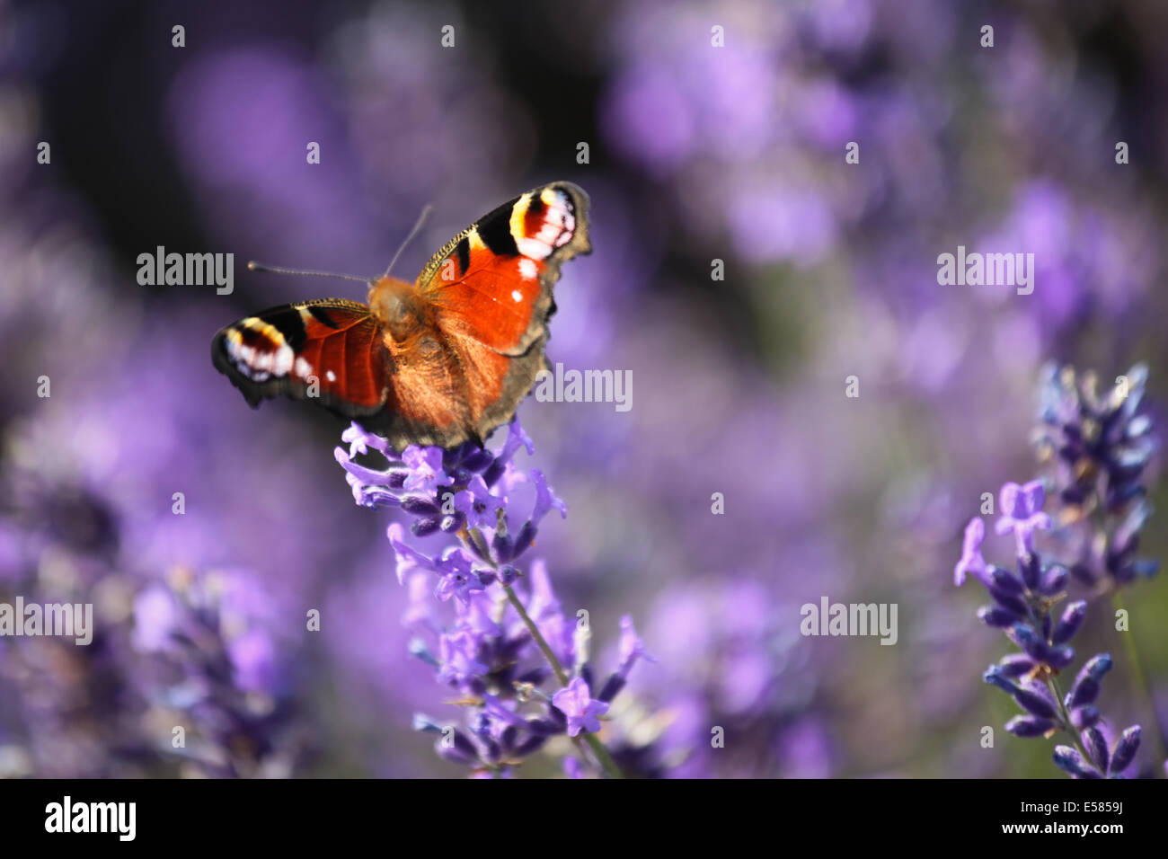 A Peacock butterfly sitting on Lavender flowers in the sunshine in Hampshire, UK Stock Photo