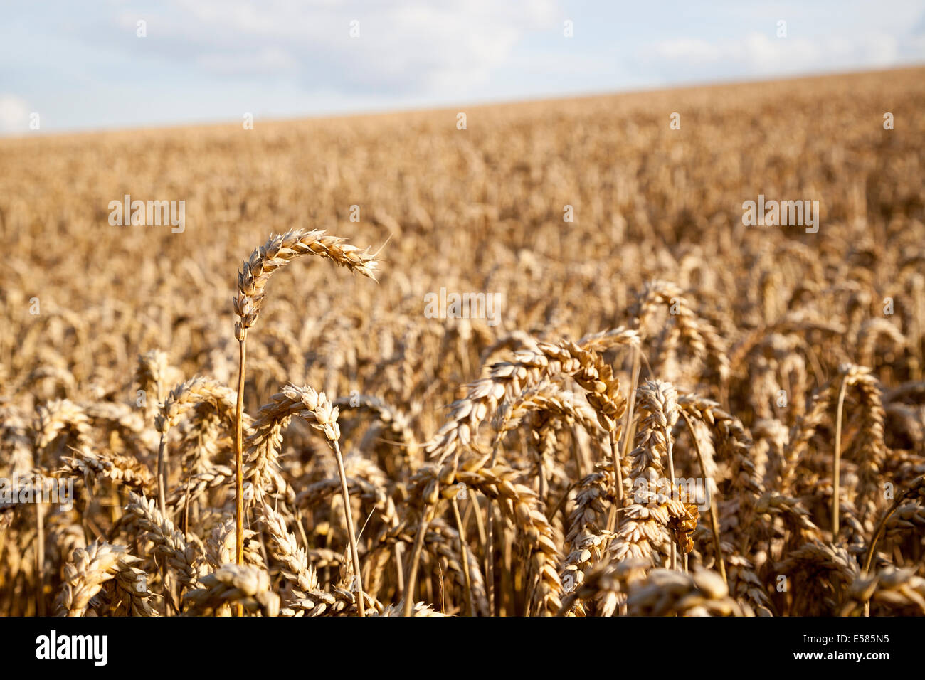 Field of wheat in Northamptonshire, England, UK Stock Photo