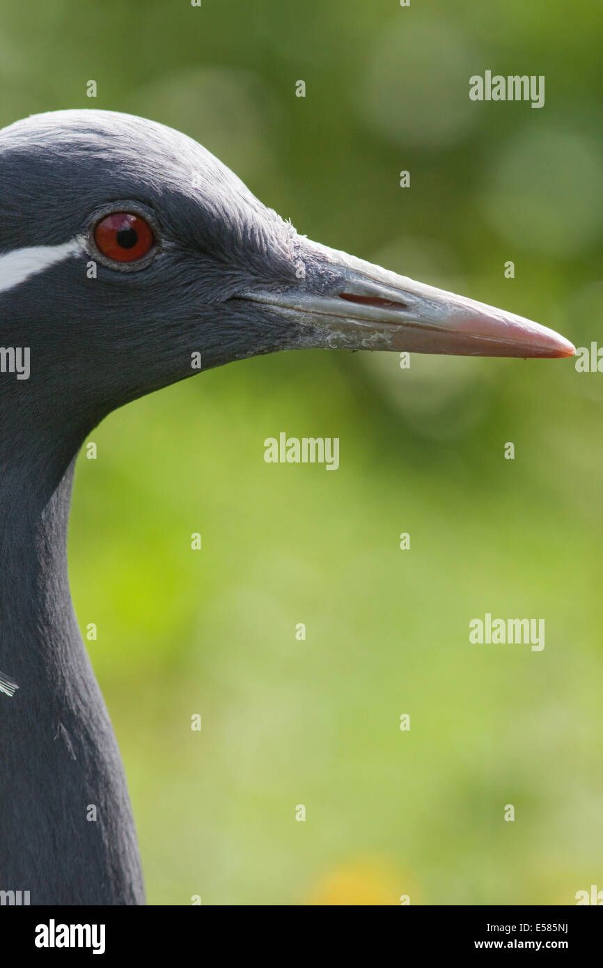 Probing beak hires stock photography and images Alamy