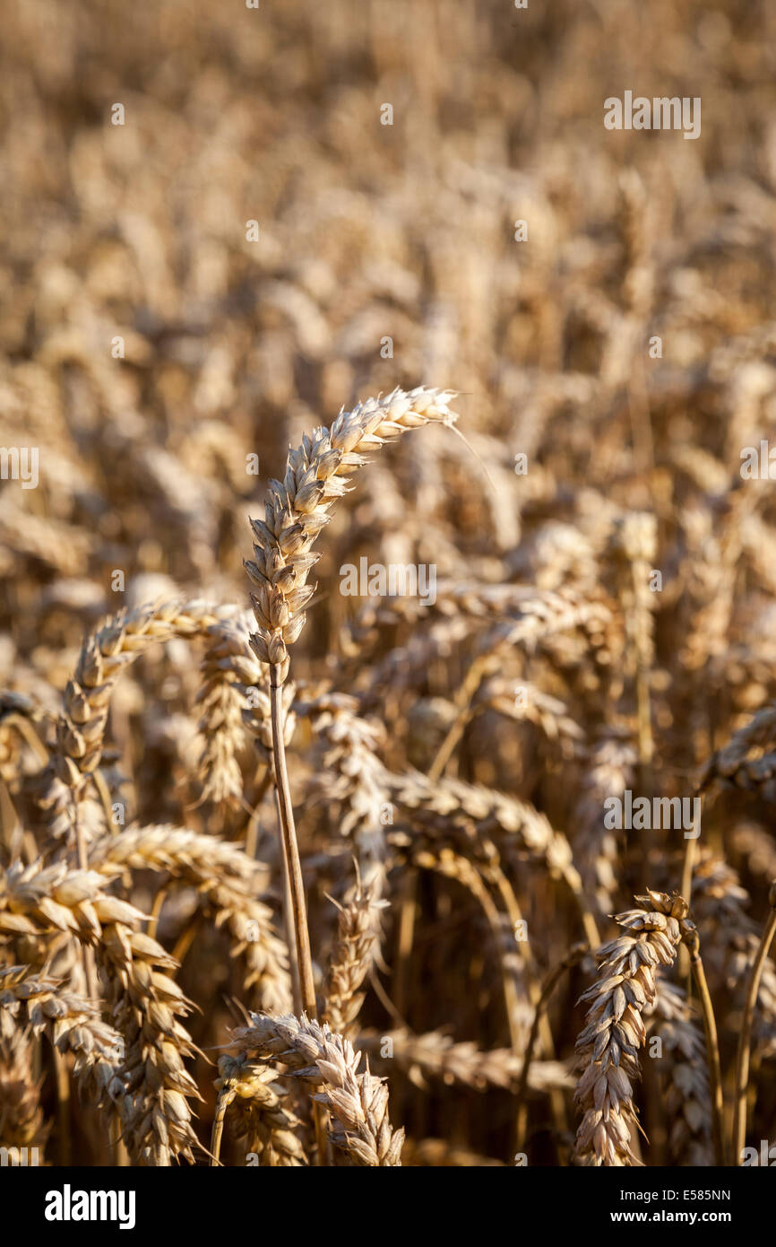 Field of wheat in Northamptonshire, England, UK Stock Photo