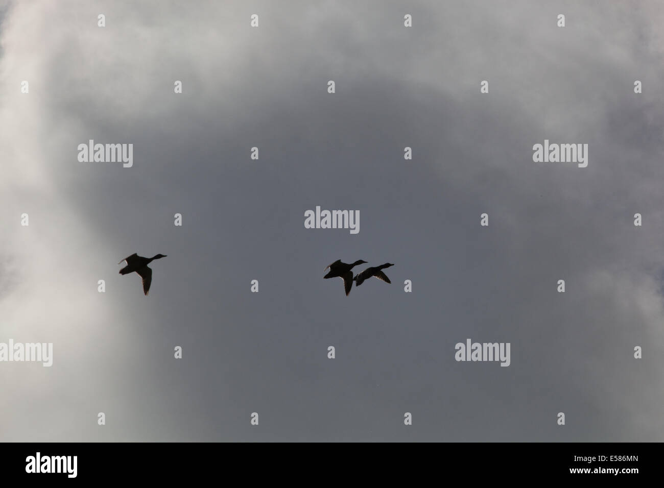 Mallard Ducks (Anas platyrhynchos).  ' Three bird flight'. Mate selection by leading female duck. Stock Photo