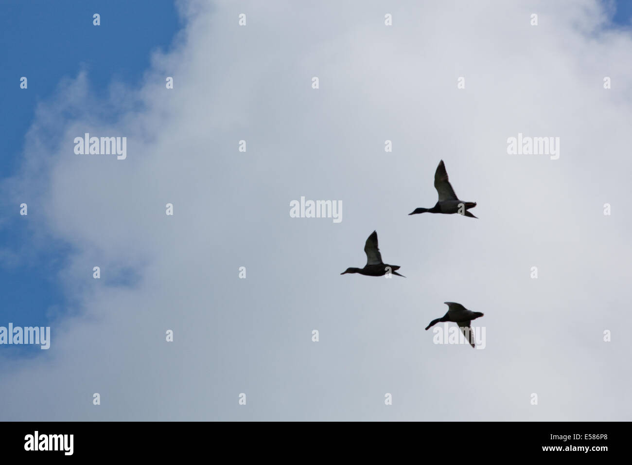 Mallard Ducks (Anas platyrhynchos). ' Three bird flight'. Mate selection by leading female duck. She will choose a drake. Stock Photo