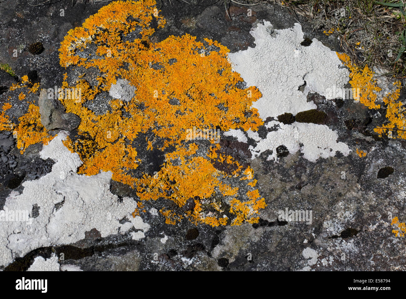 Orange and whilte foliaceous lichens Balranald Nature Reserve North Uist Outer Hebrides Scotland Stock Photo