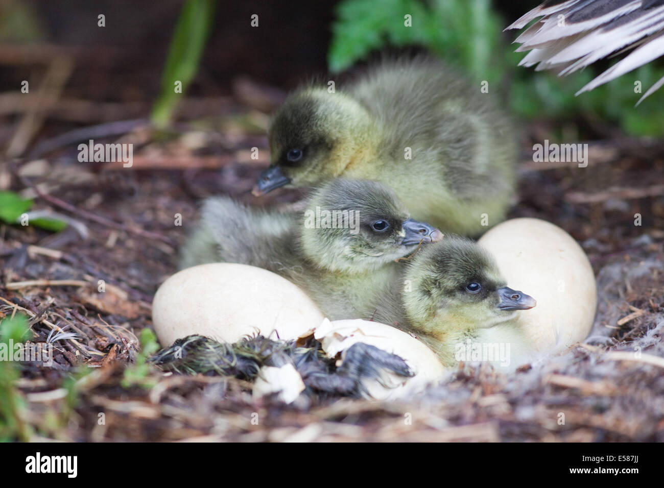 Pink-footed Goose (Anser brachyrhynchus).  'Downy' goslings hatching. Adult, parent bird's tail top right. Stock Photo