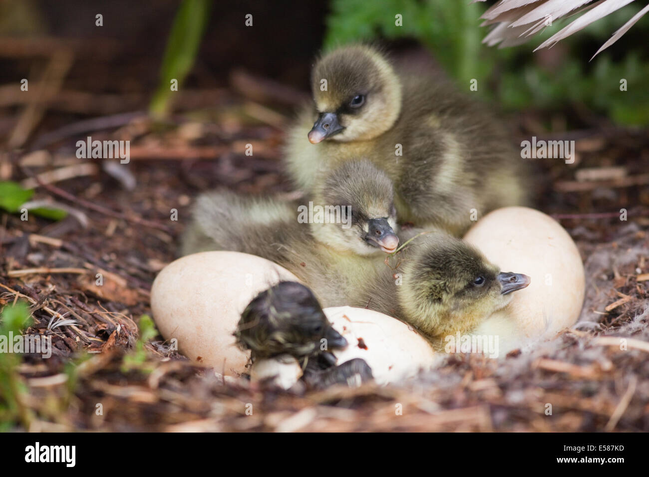 Pink-footed Goose (Anser brachyrhynchus).  'Downy' goslings hatching. Stock Photo