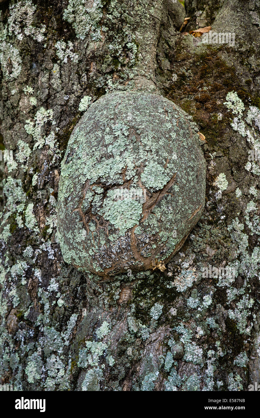 Huge burl at the base of a lichen covered tree, USA Stock Photo