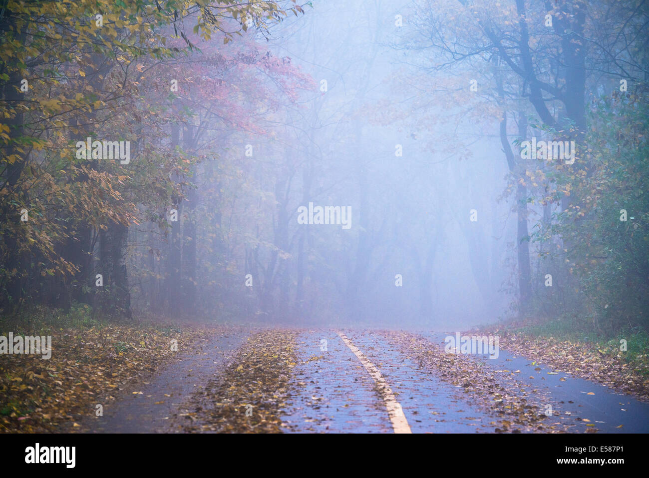 Misty New England country road, Massachusetts, USA Stock Photo