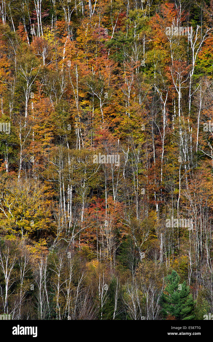 Abstract of colorful autumn trees on a mountainside, Vermont, USA Stock Photo