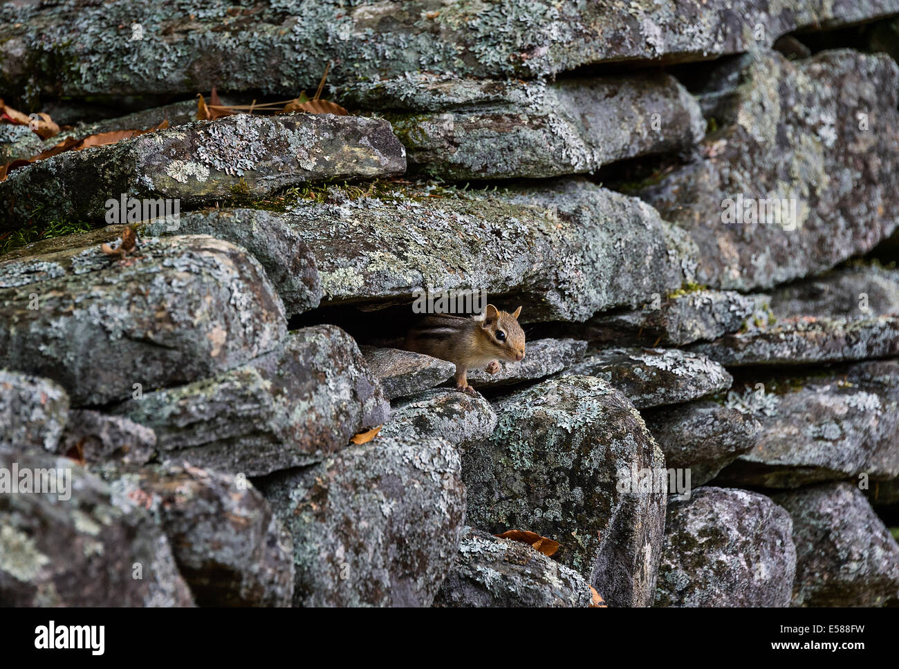 Chipmunk hides in a rustic fildstone wall, Vermont, USA Stock Photo