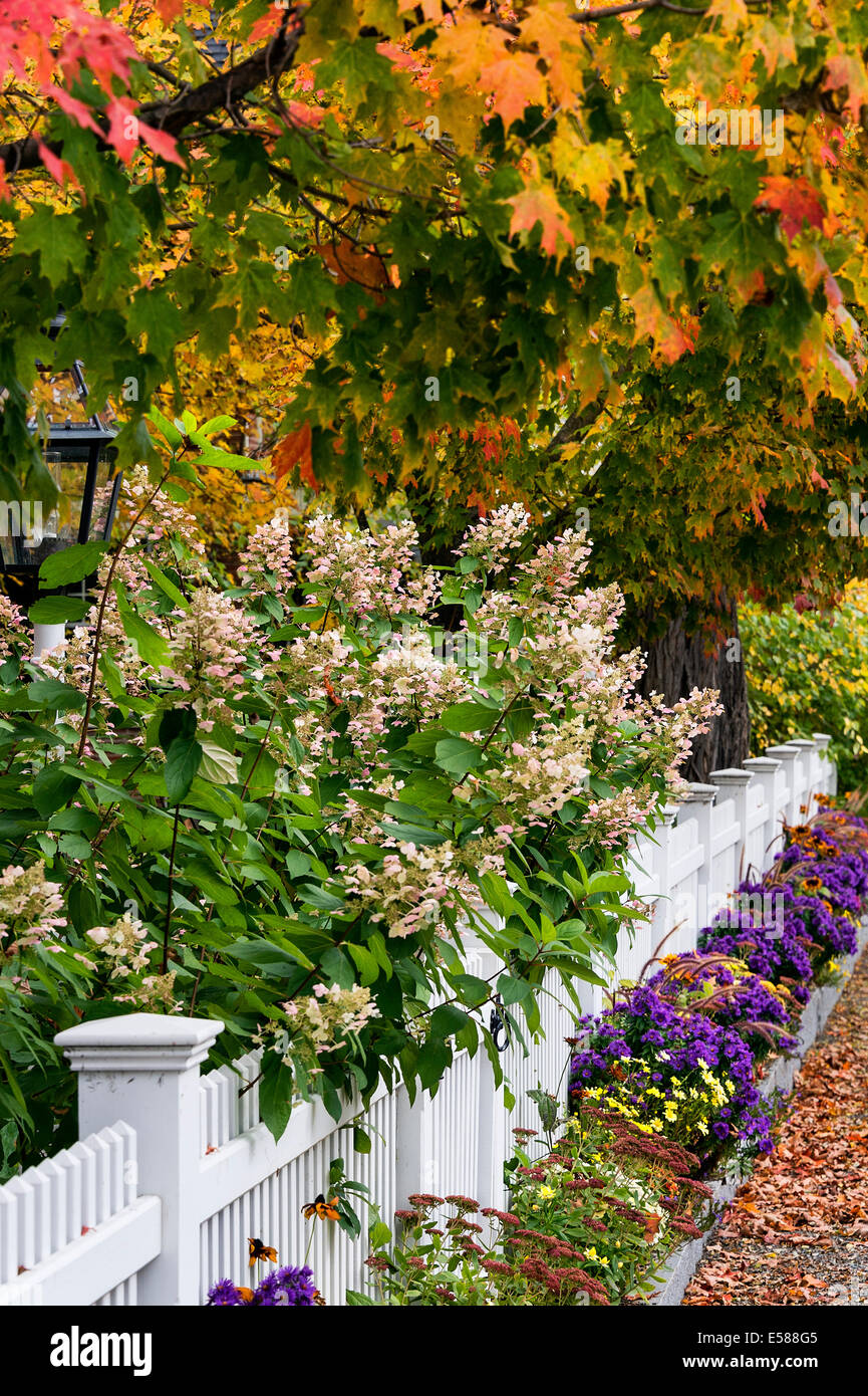 Charming white picket fence with colorful autumn trees and flowers