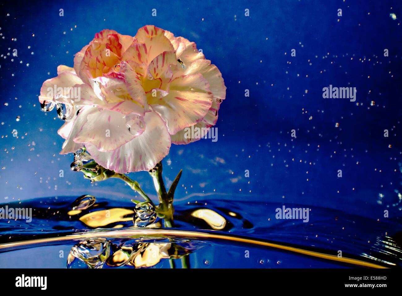 A pink Carnation flower in water Stock Photo
