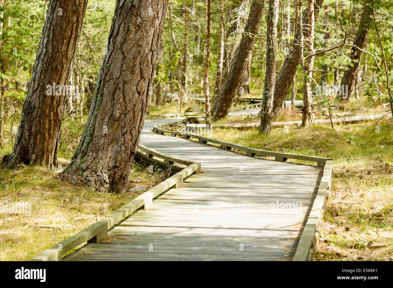 Wooden path for wheelchairs in nature reserve. Stock Photo