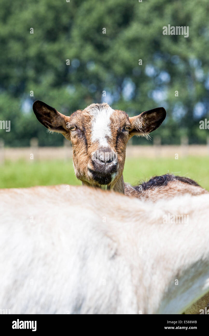 goats play and eat on the meadow Stock Photo