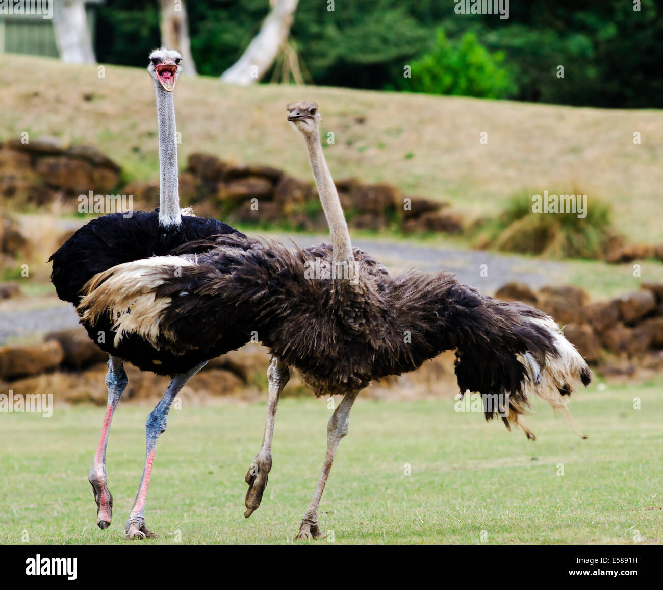 Two Ostriches running, Struthio camels Stock Photo