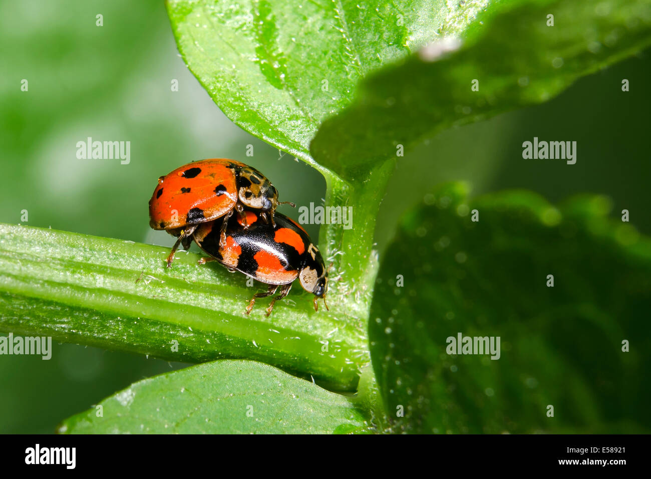 Two ladybirds mating, Coccinella Septempunctata Stock Photo