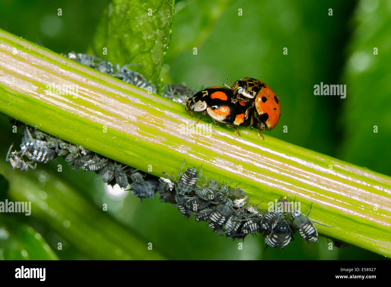 Two ladybirds mating, Coccinella Septempunctata Stock Photo