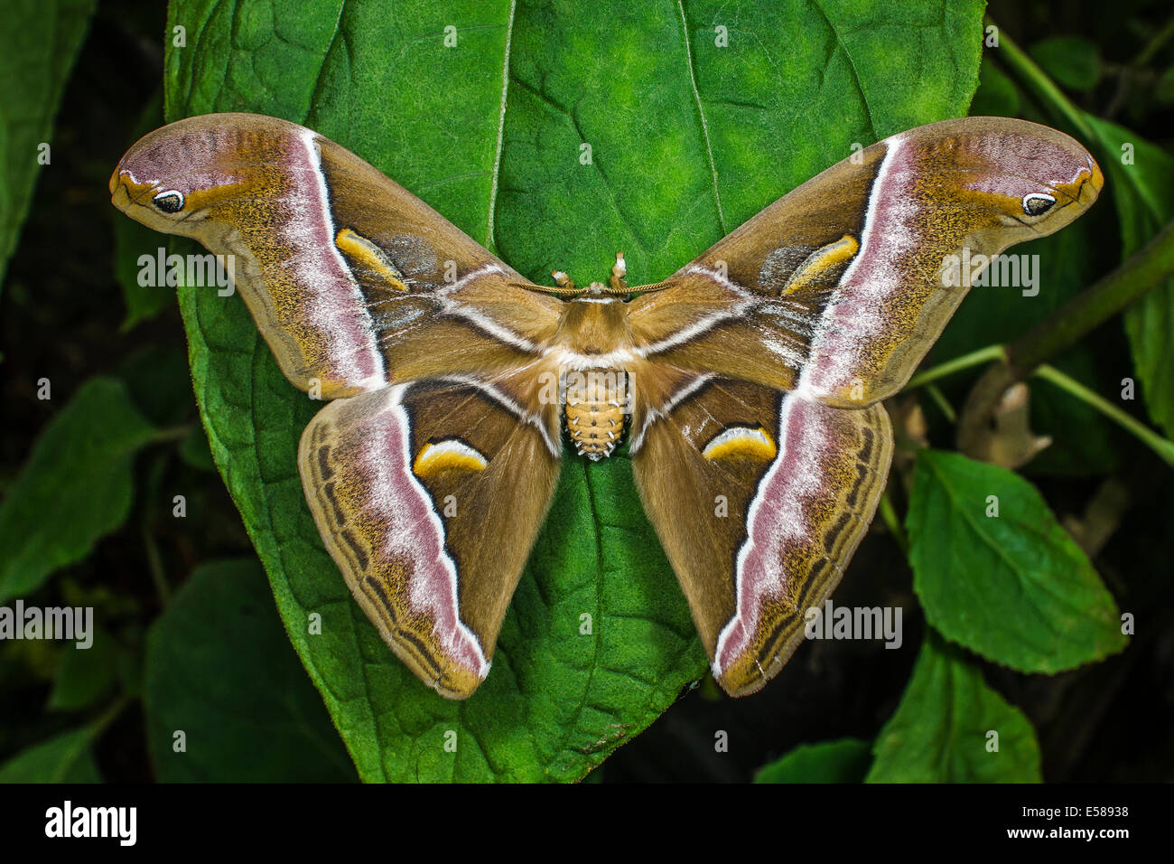 An Atlas moth on a leaf with wings outstretched, Attacus Atlas Stock Photo