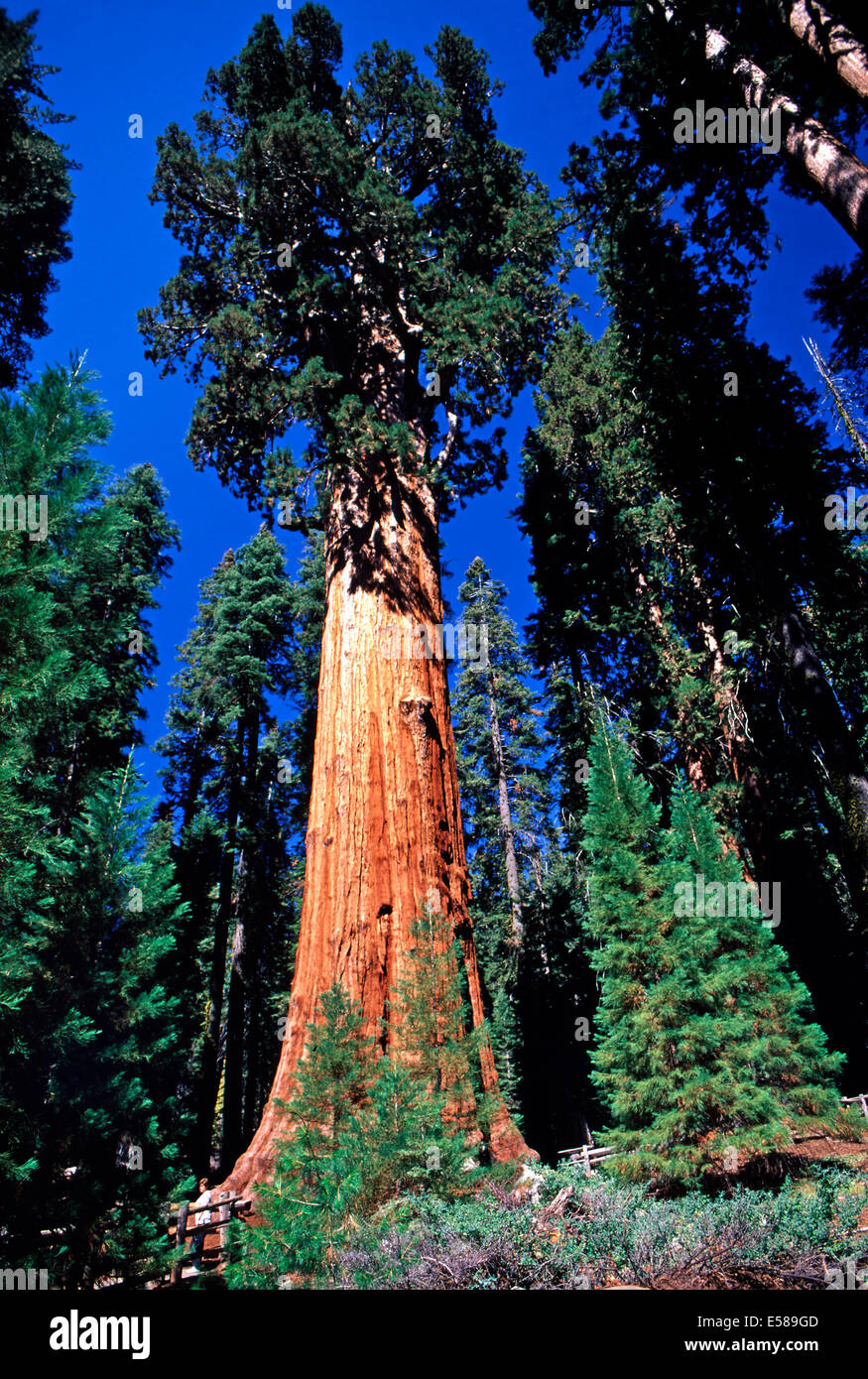 General Sherman sequoia,Sequoia National Park,California Stock Photo