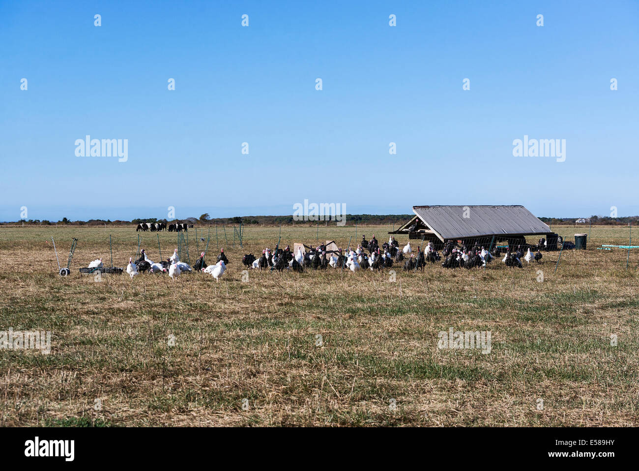 Free range chickens. Stock Photo