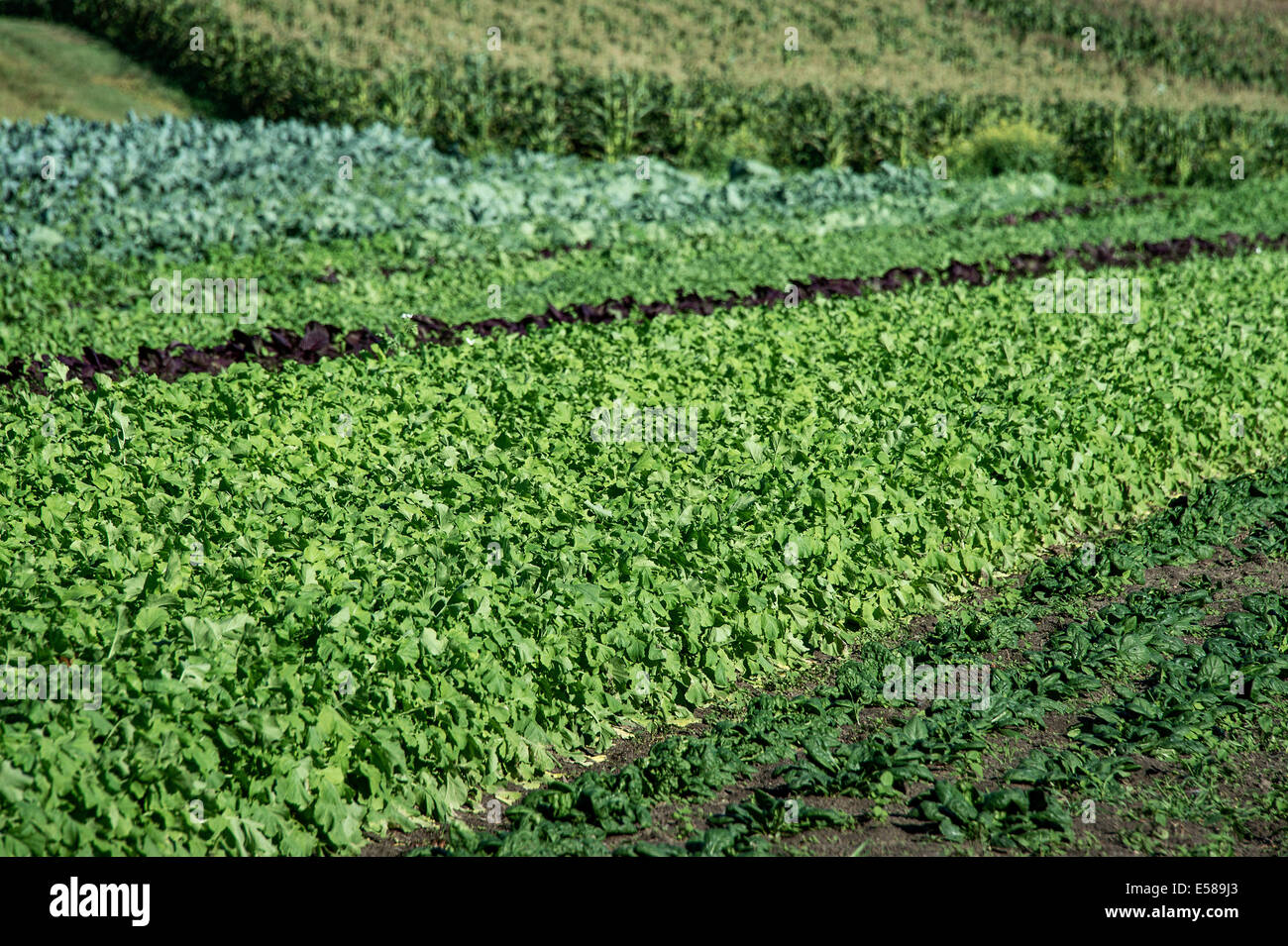 Vegetables growing on an organic farm. Stock Photo