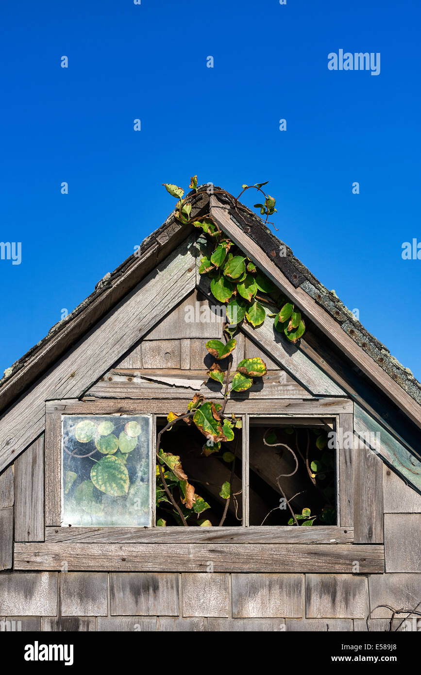 Dilapidation shack detail with vine growing from within. Stock Photo