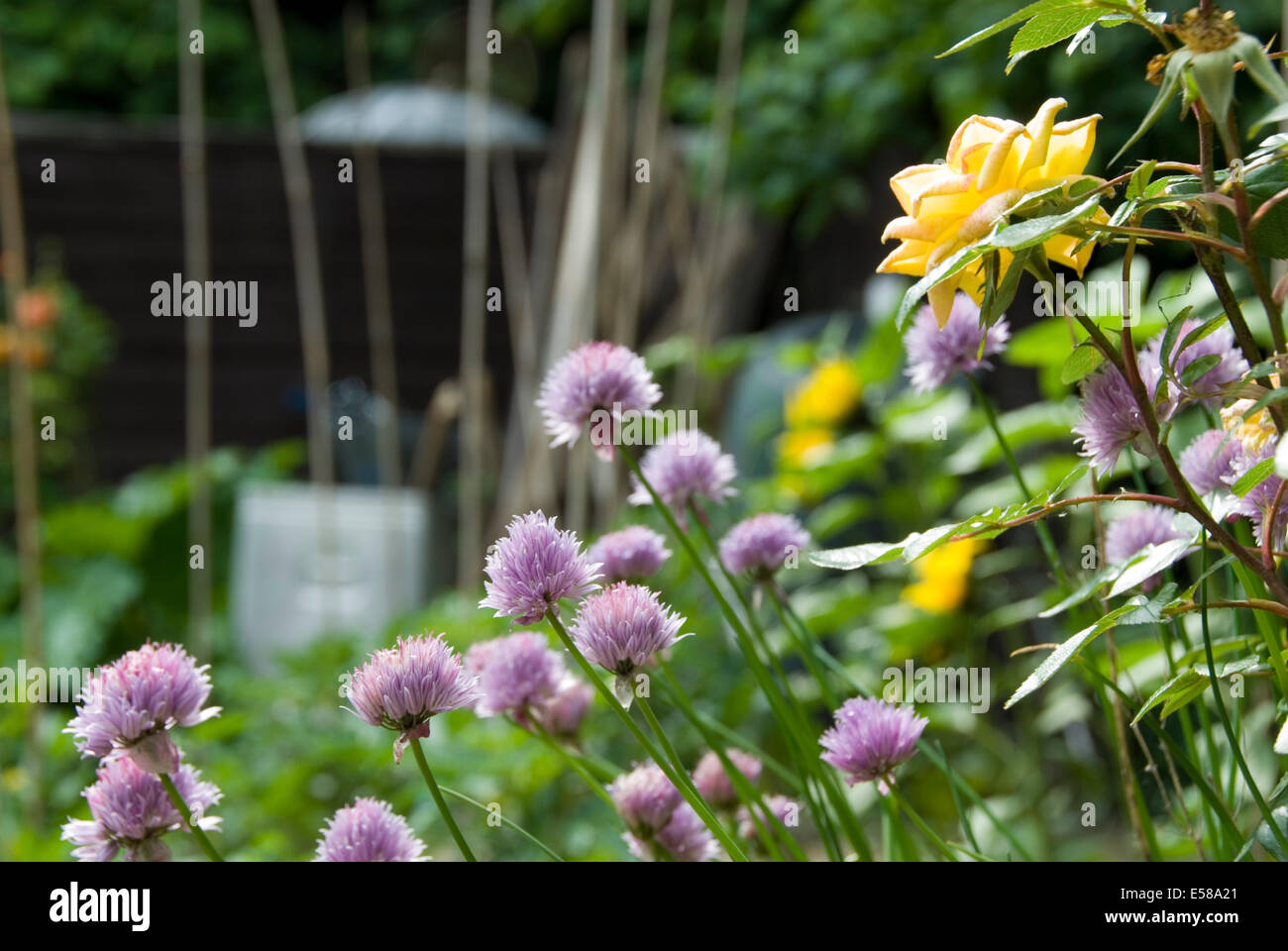 Purple chives and yellow roses in flower in the flowering border of an ...