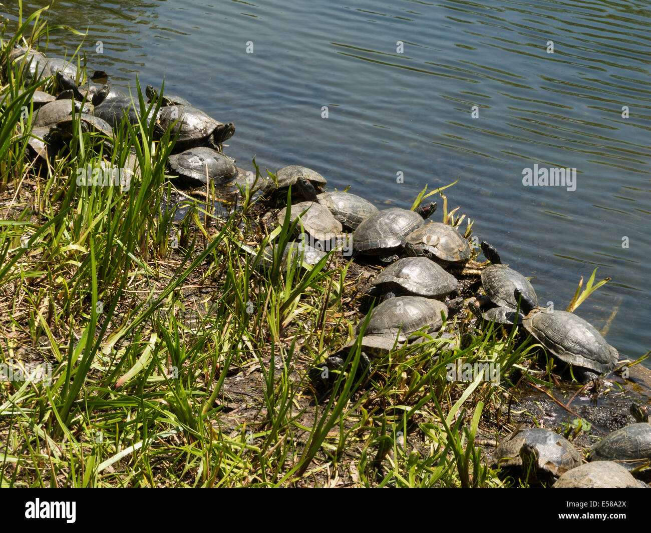 Box Turtles Sunning , Turtle Pond, Central Park, NYC, USA Stock Photo