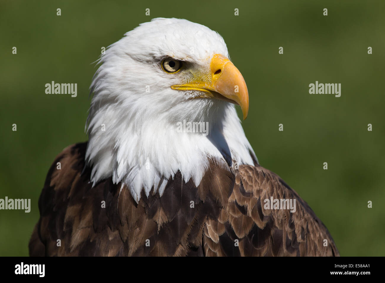 Bald Eagle at Birds of Prey Coaldale, Alberta Stock Photo