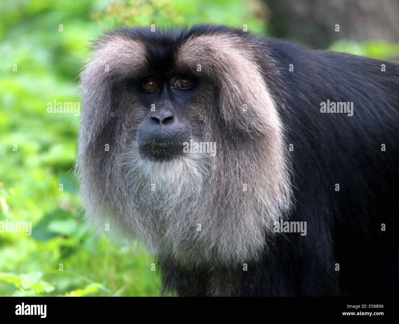 Close-up of a Lion-tailed macaque or Wanderoo (Macaca silenus) Stock Photo