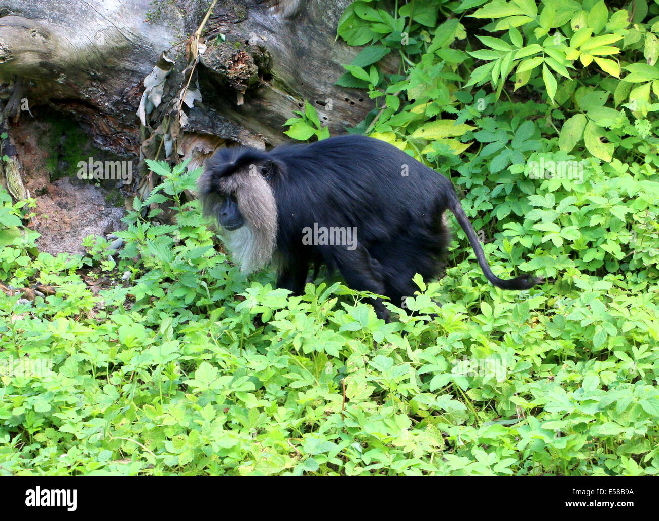 Close-up of a Lion-tailed macaque or Wanderoo (Macaca silenus) Stock Photo