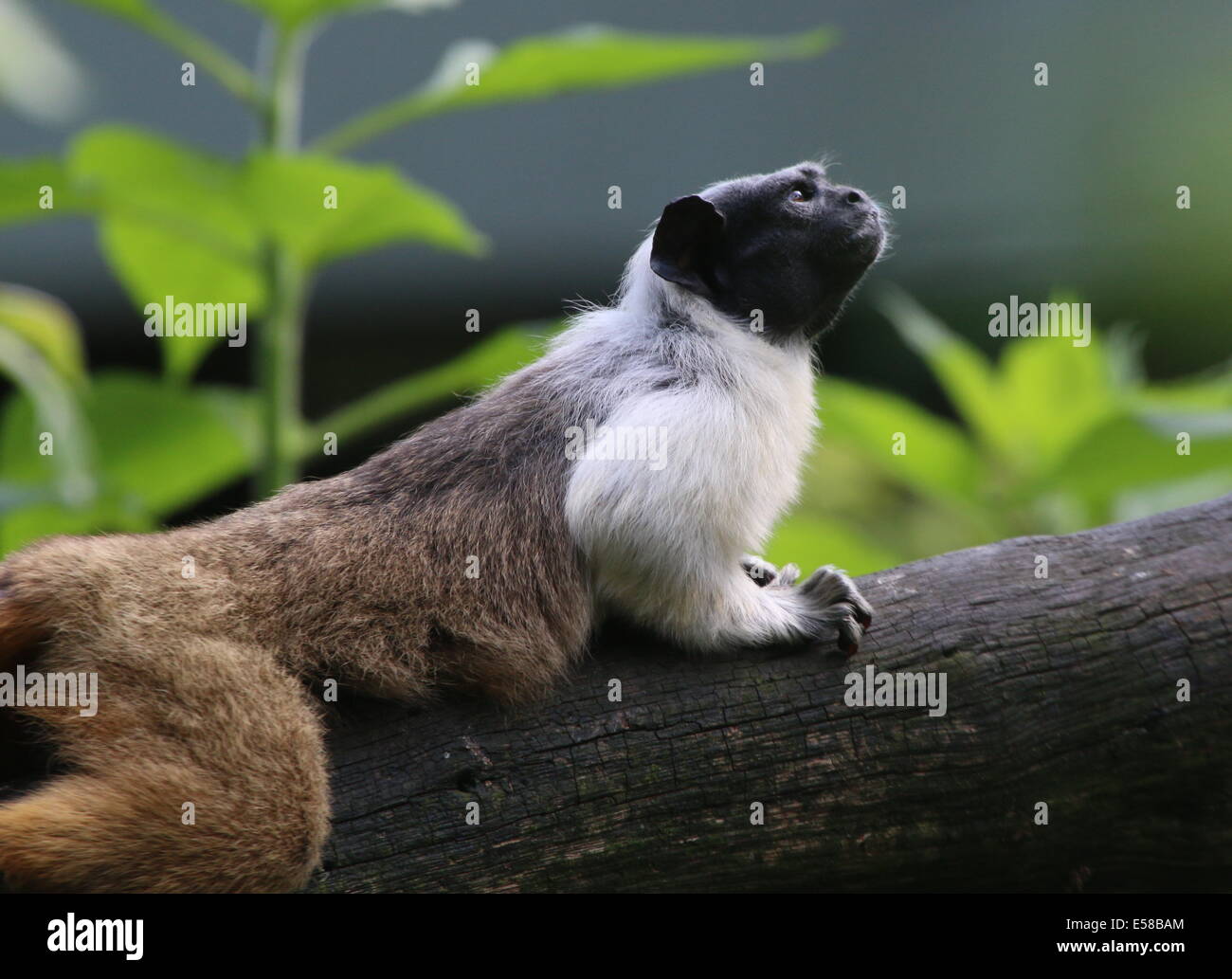 Pied tamarin monkey (Saguinus bicolor),  endangered primate species from  the Brazilian Amazon Rainforest Stock Photo