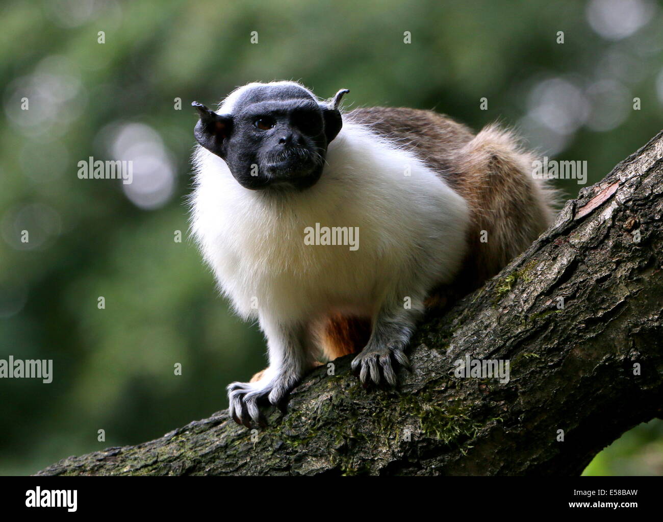Pied tamarin monkey (Saguinus bicolor),  endangered primate species from  the Brazilian Amazon Rainforest Stock Photo