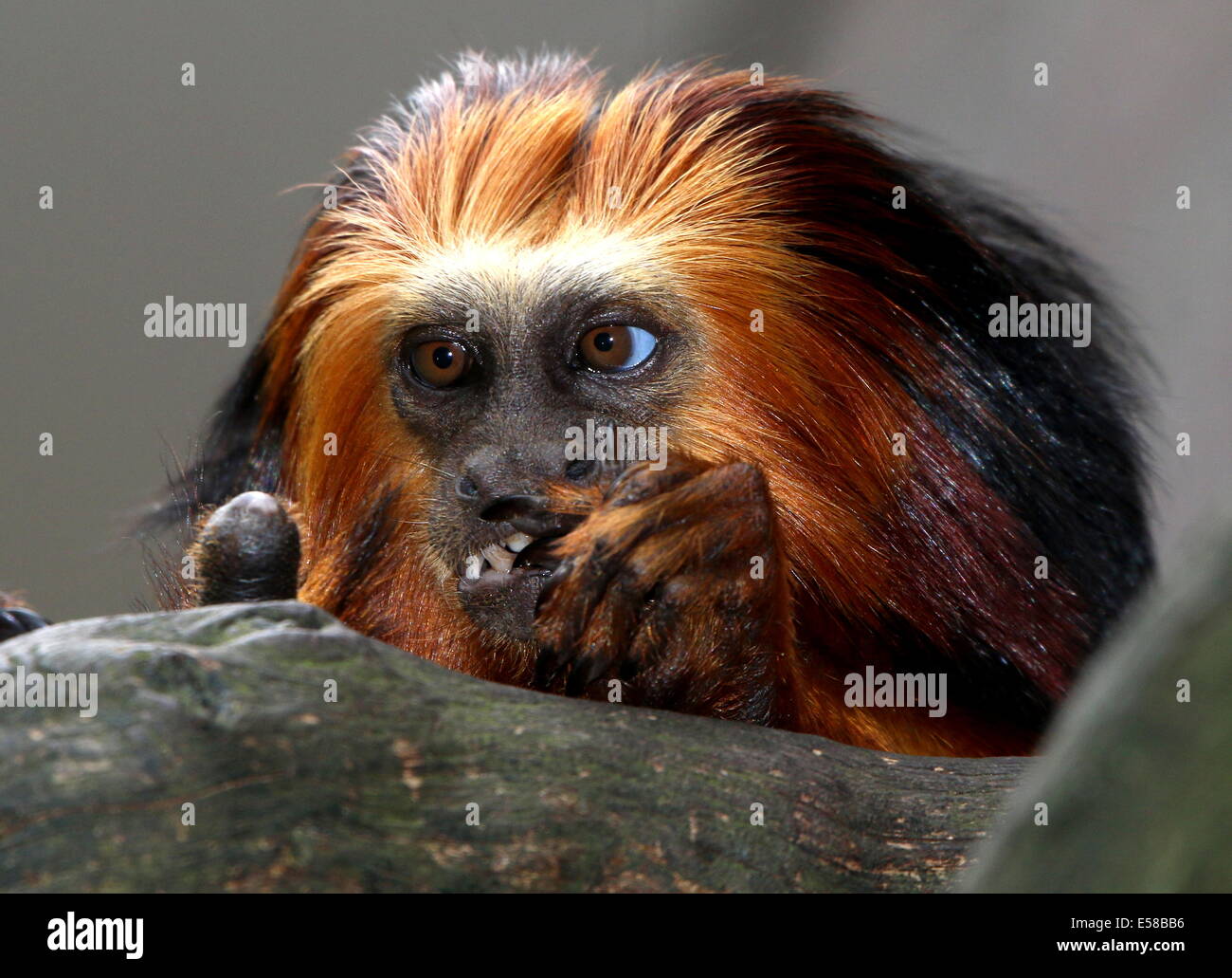 Singe Lion A Tete Doree High Resolution Stock Photography And Images Alamy