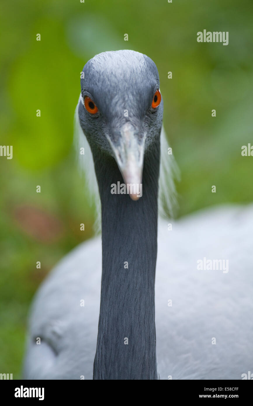 Demoiselle Crane (Anthropoides virgo). Portrait. Head plumage. Eyes on either side of the head allowing forward directed stereos Stock Photo - Alamy Demoiselle Crane (Anthropoides virgo). Portrait. Head plumage. Eyes on either side of the head allowing forward directed stereos Stock Photo - Alamy