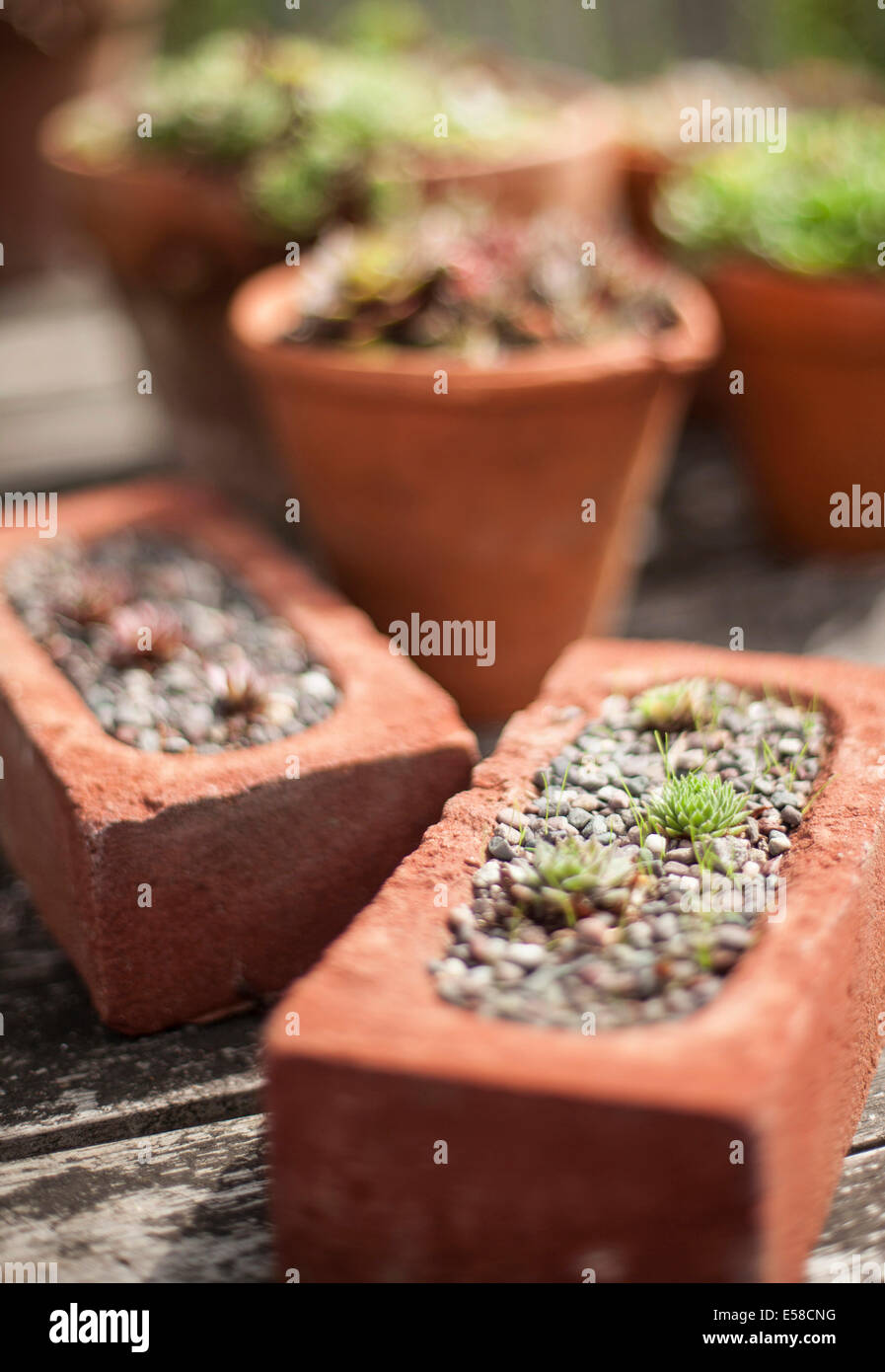 Plants in bricks in garden of London home of writer Laetitia Maklouf, UK. Stock Photo